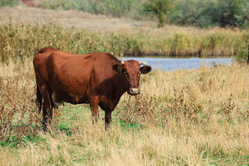 Cows graze in the steppe area in the fall season.   Free grazing of cows to produce natural milk.