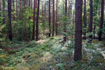 Pine forest in summer. Blueberries and lingonberries. Boletus mushrooms grow here