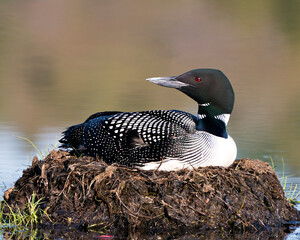 Common Loon Photo Stock. Loon in Wetland. Nesting with marsh grasses, mud and water in its environment and habitat displaying red eye, black and white feather plumage, with a blur background. 