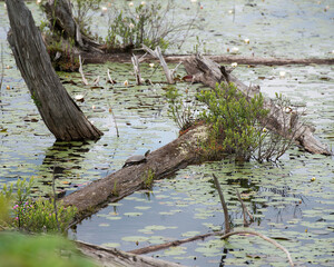 Turtle Stock Photo and Image. Painted Turtle resting on a log with water lily flowers background in its environment and habitat surrounding, displaying shell, head, paws, tail. Scenery and turtle.