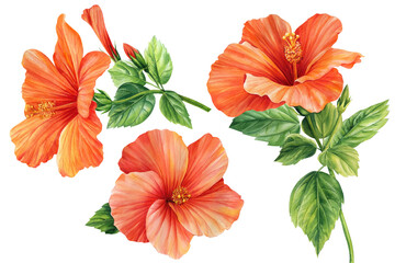 Watercolor set of flowers, hibiscus and leaves illustration, hand drawn floral elements isolated on white background. - obrazy, fototapety, plakaty