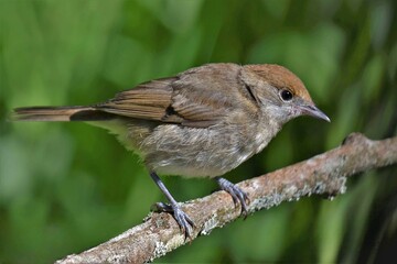  fauvette à tête noire (Sylvia atricapilla), Neuchâtel, Suisse. 