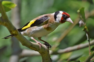  Chardonneret élégant (Carduelis carduelis), Neuchâtel, Suisse.