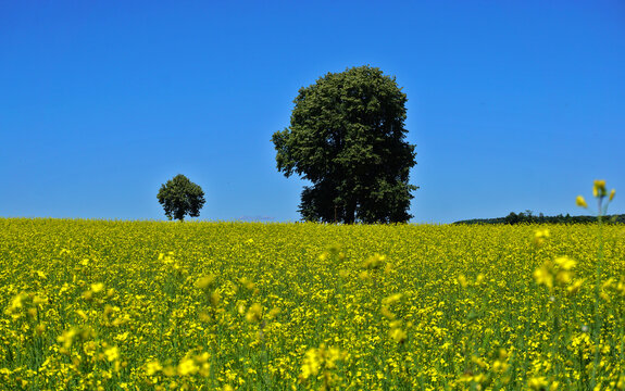 Linden im Feld mit wei&szlig;em Senf