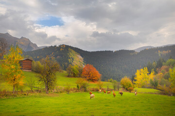 Şavşat District of Artvin received the title of 