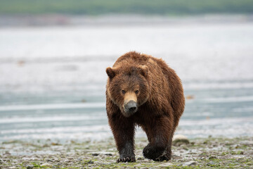 Alaskan brown bear sow at McNeil River.
