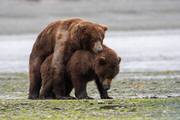 Alaskan brown bears mating