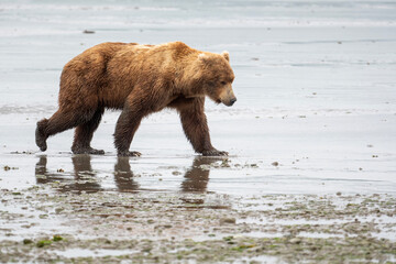 Alaskan brown bear walking across mud flat at McNeil River.