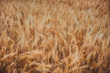 Wheat field background with golden ears of wheat. The concept of rising food prices. Rising prices for wheat.