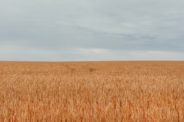 Wheat field background with golden ears of wheat. Wheat import against the backdrop of the war in Ukraine.