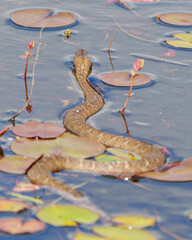 Snake Stock Photo and Image. close-up profile view crawling on water with a water lily pads background in its environment and habitat surrounding.