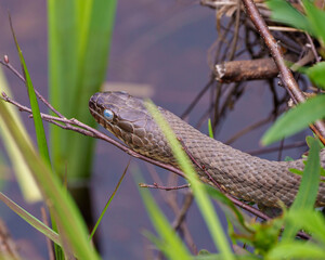 Snake Stock Photo and Image. Head close-up profile view with a blur background of in its environment and habitat surrounding.