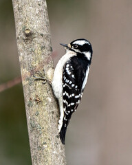 Woodpecker Photo and Image. Downy Woodpecker female on a tree trunk with a blur background in its environment and habitat surrounding displaying white and black feather plumage wings..