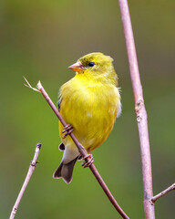 Yellow Warbler Stock Photo and Image. Perched on branch with blur background in its environment and habitat surrounding displaying yellow plumage feather.