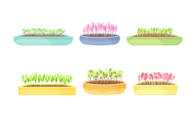 Microgreens as Vegetable Greens Growing in Plastic Container Vector Set