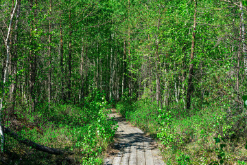 wooden  pathway through the wooded bog, ecological trail in the nature reserve