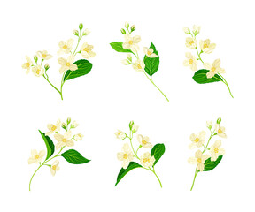 Jasmine Plant Species on Stem with White Fragrant Flowers Vector Set