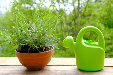 terracotta ceramic pot with young plants of garden lavender, Lavandula, green watering can for...