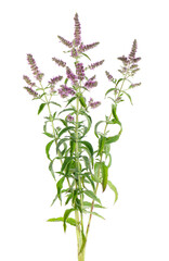 Silver horse mint with flowers, isolated on white background. Mentha longifolia. Herbal medicine. Clipping path.