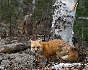 Naklejka na ściany i meble Red Fox Photo Stock. Fox Image. Close-up profile view in the spring season displaying fox tail, fur, in its environment and habitat with a birch tree and blur forest background. Picture. Portrait.