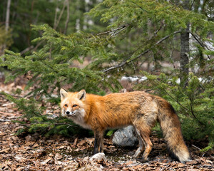 Red Fox Photo Stock. Fox Image. Close-up profile view in the spring season displaying fox tail, fur, in its environment and habitat with a coniferous trees background and moss on ground. Picture.
