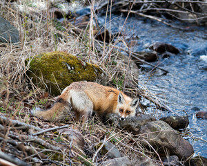 Red Fox Photo Stock. Fox Image. Close-up by the river in the springtime with moss rock and water background  in its environment and habitat. Picture. Portrait.