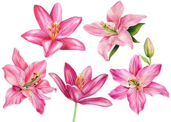 Set Lily flowers isolated on white background. Watercolor illustration, hand drawn illustration of pink flowers