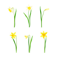 Narcissus as Spring Flowering Perennial Plant with White and Yellow Flowers and Leafless Flower Stem Vector Set