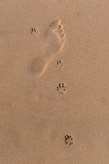Fototapeta na wymiar Footprint of a human foot and a dog in sand. Top view