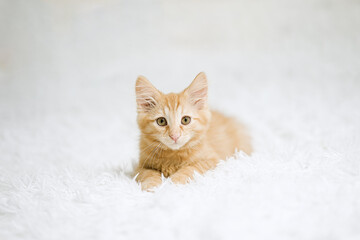 Little red kitten on a white blanket. Kitty three months