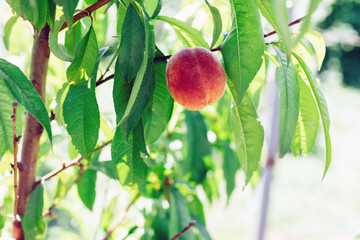 Beautiful ripe peach on a tree branch close-up