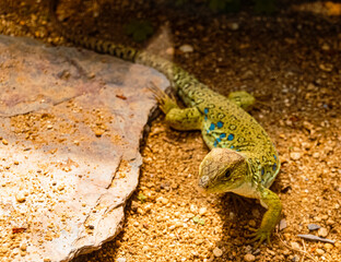 Timon lepidus, Ocellated lizard on a sunny summer day