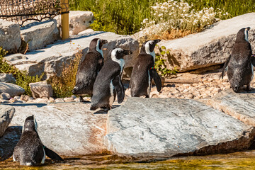 Spheniscus demersus, African penguin, on a sunny summer day