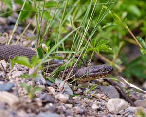 Snake Stock Photo and Image.  Close-up profile view crawling on gravel rocks with a background foliage, in its environment and habitat surrounding.