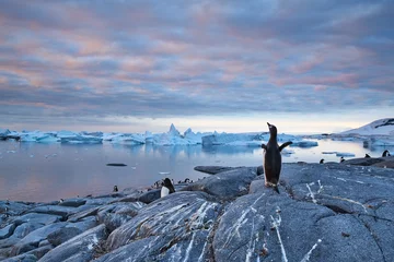 Gordijnen Penguin colony in Antartic peninsula © Pyrenees Photo