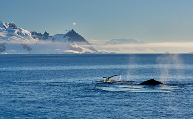 Whale tail in Antartic with a beautiful mountain scenary over the sea
