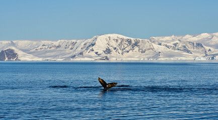 Whale tail in Antartic with a beautiful mountain scenary over the sea
