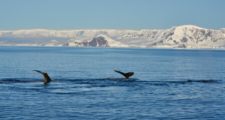 Fototapeta premium Whale tail in Antartic with a beautiful mountain scenary over the sea