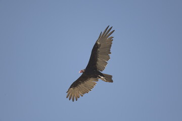 turkey vulture flying in the sky