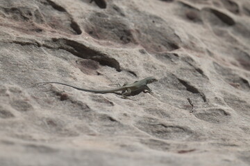 lizard walking on a rock