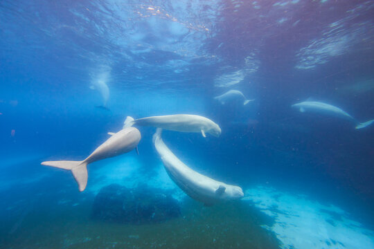 Beluga Bilder – Durchsuchen 12,817 Archivfotos, Vektorgrafiken und ...