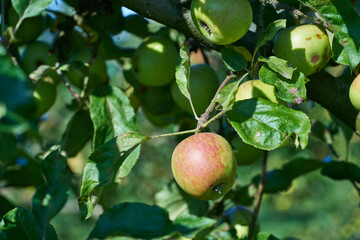 Organic farming with greenhouses