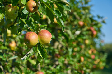 Organic farming with greenhouses