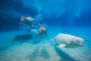 Beluga whales in the aquarium, in nature