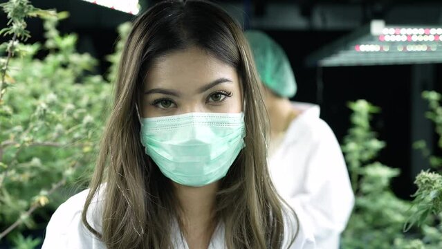 Scientist researcher using computer laptop closely monitor record of growing up development of cannabis flower and leaves under environment lighting control inhouse modern plantation smiling looking a
