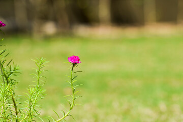 Portulaca grandiflora flowers also known a mexican rose, 11 o clock, ten o clock flowers. Succulent flowering home garden plant in Bright pink color. indian perennial plants hardy to grow house plant
