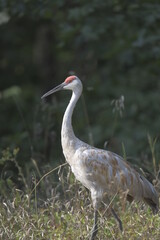 sandhill crane standing in long grass