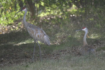 two sandhill cranes sitting and standing on grass