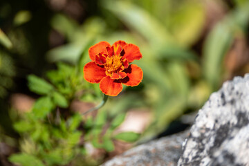 Carnation flower blooming in the garden.