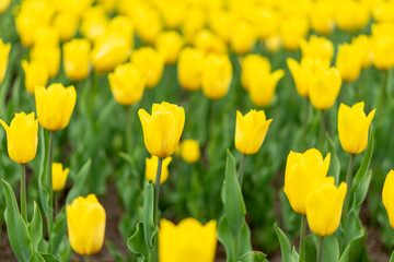 Obraz premium Yellow tulip flowers background outdoor